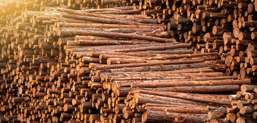 Stock of timber. Timber industry
