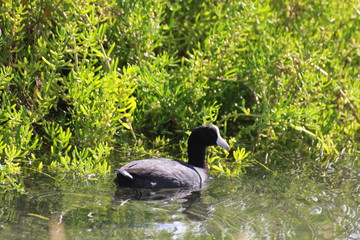 Hawaiian Waterbirds