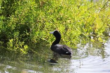 Hawaiian Waterbirds