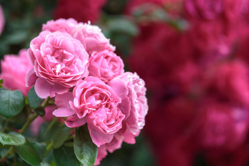 バラの花