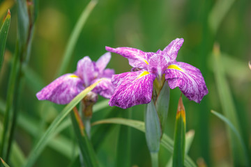 花菖蒲　初夏のイメージ
