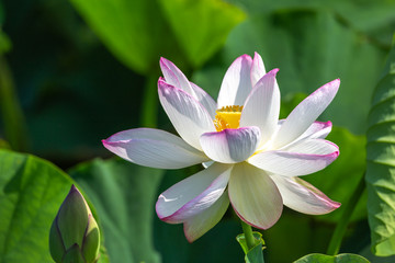 蓮の花　夏のイメージ