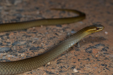 Marsh snake (Hemiaspis signata) also known as a black-bellied swamp snake. Mount Lewis, Queensland, Australia