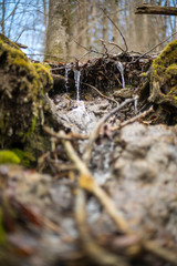 water in the forest