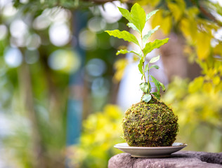 苔盆栽　和風イメージ