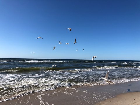 plaża morze woda bałtyk fale ptaki mewy rybitwy niebo błękit lato 
beach sand birds tide sea waves summer seagull
