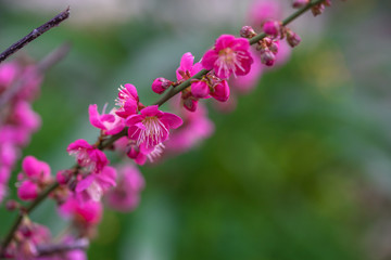 紅梅　日本の初春イメージ