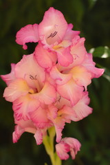 Gladiolus in the garden with lots of flowers.