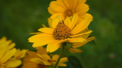 Yellow daisy on a plot near the lake.