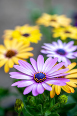 Fototapeta premium デイジーの花 春のイメージ