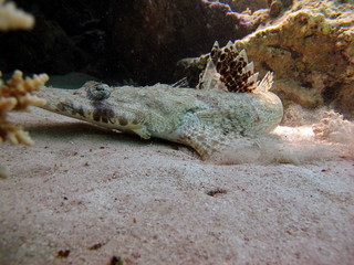 Crocodile fish, fish bone type fish Osteichthyes Flathead (Platycephalidae). Crocodile fish,...