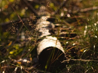 Grass in the forest against the background of a dry trunk