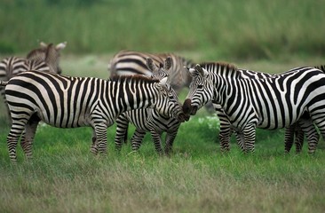 Fototapeta na wymiar Grant's Zebra, equus burchelli boehmi, Kenya