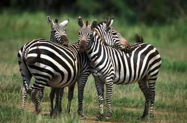 Grant's Zebra, equus burchelli boehmi, Pair Grooming, Kenya