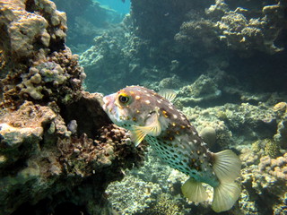 Spotbase burrfish. Urchin fish Diodontidae. Yellow-spotted cyclicht. In case of danger, it takes the form of a ball, bristling spines.