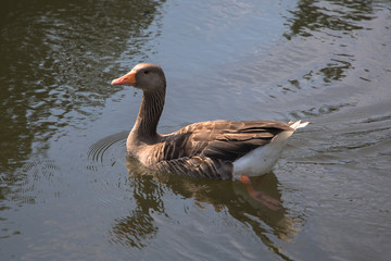 Greylag Goose (scientific name Anser anser) on the water, The Broads, Norfolk, UK