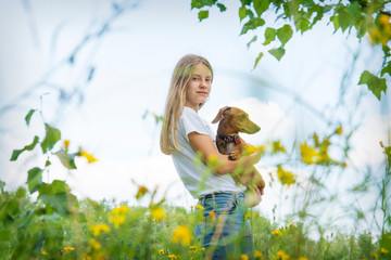 In summer, on a field on a bright sunny day, a girl walks with her dachshund dog.