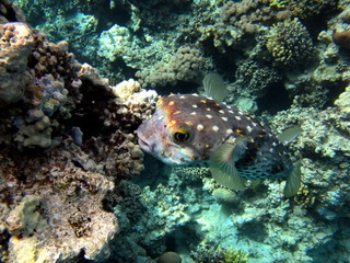 Fototapeta na wymiar Spotbase burrfish. Urchin fish Diodontidae. Yellow-spotted cyclicht. In case of danger, it takes the form of a ball, bristling spines.