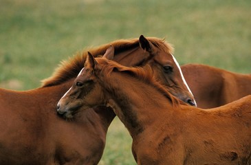 Anglo Arab Horse, Mare and Foal Grooming