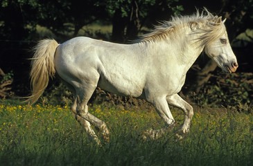 Camargue Horse Galloping
