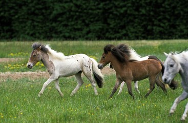 Obraz na płótnie Canvas American Miniature Horse, Herd in Meadow