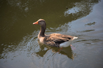 Greylag Goose (scientific name Anser anser) on the water, The Broads, Norfolk, UK
