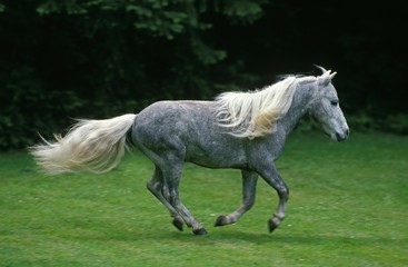 Fototapeta na wymiar American Miniature Horse, Adult Galloping