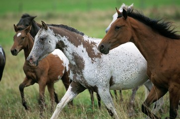 Obraz premium American Saddlebred Horse, Herd in Meadow