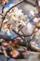 桜の花　春のイメージ