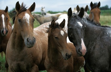 Fototapeta na wymiar American Saddlebred Horse, Herd in Meadow