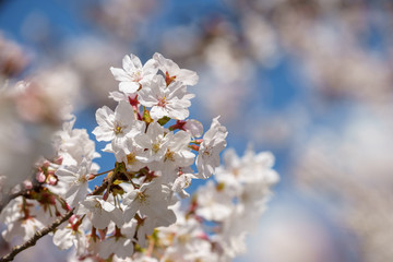 桜の花　春のイメージ