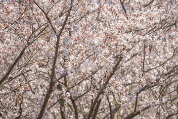 桜の花　春のイメージ