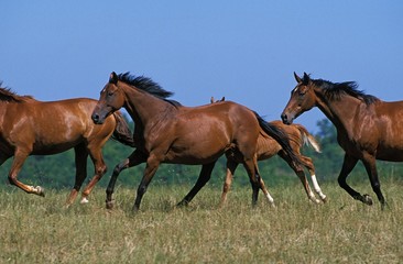 Anglo Arab Horse, Herd Galloping through Meadow