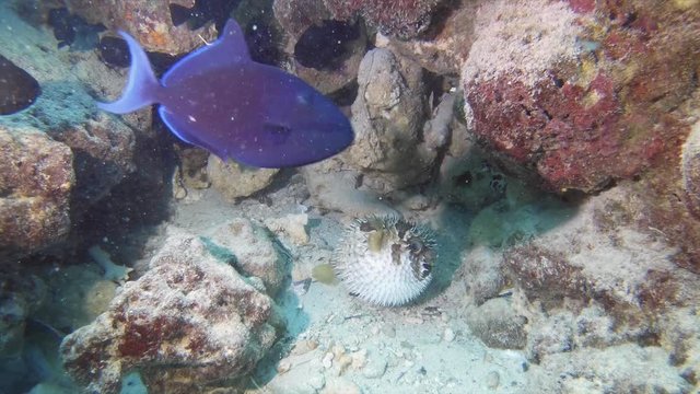 A scared pufferfish inflates itself on the reef in maldives