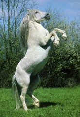 Camargue Horse, Rearing up