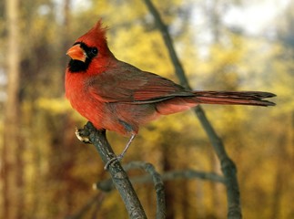 Northern Cardinal, cardinalis cardinalis, Male standing on Branch