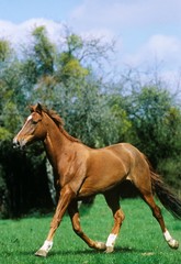 Anglo Arab Horse Trotting