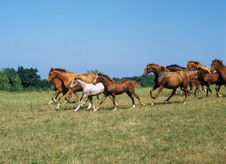 Anglo Arab Horse, Herd Galloping through Meadow