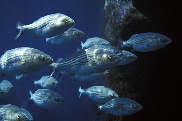 Striped Bass, morone saxatilis