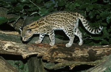 Tiger Cat or Oncilla, leopardus tigrinus, Adult standing on Branch