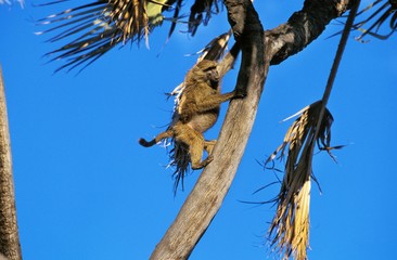 Olive Baboon, papio anubis, Adult climbing Tree Trunk, Masai Mara Park in Kenya