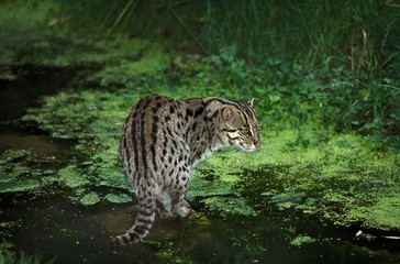Fishing Cat, prionailurus viverrinus, Adult standing in Water