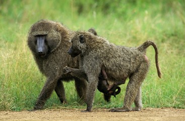 Olive Baboon, papio anubis, Male and Female carrying young, Masai Mara Park in Kenya