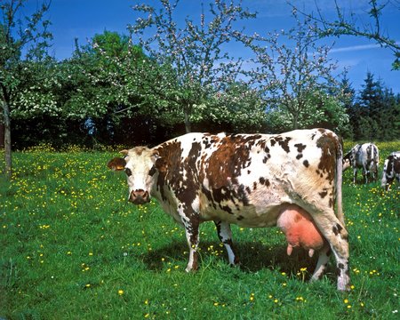 Normandy Cow, Domestic Cattle under Apple Trees, Normandy