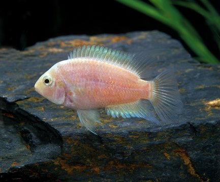 Convict Cichlid, cryptoheros nigrofasciatus, Albino Fish