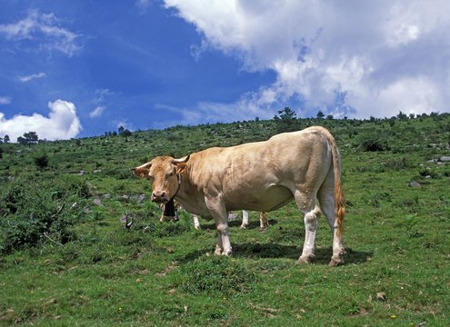 French Domestic Cattle, Blonde d'Aquitaine, cow
