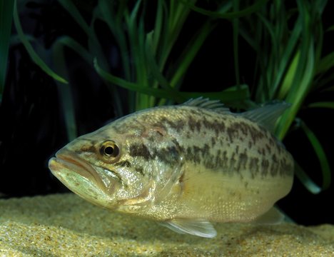Large Mouth Bass or Black Bass, micropterus salmoides