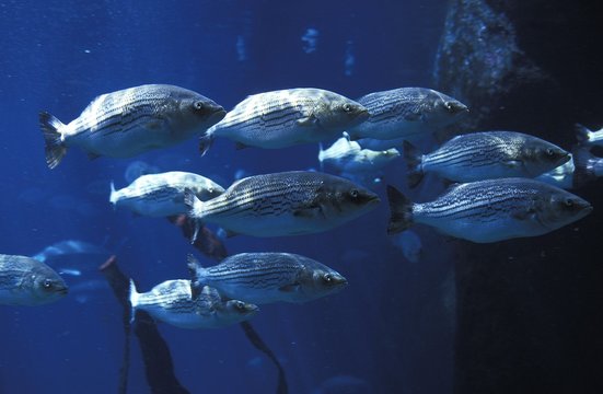 Striped Bass, Morone Saxatilis