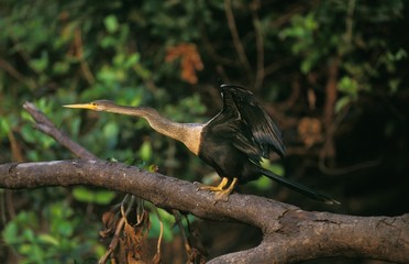 Anhinga or American Darter, anhinga anhinga, Adult taking off from Branch, Pantanal in Brazil