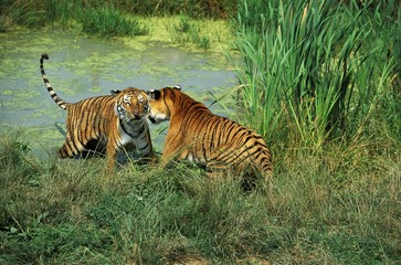 Fototapeta na wymiar Bengal Tiger, panthera tigris tigris, Adults standing in Water